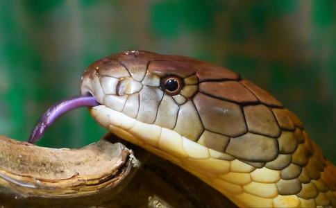 世界上最致命的蛇有哪些（知道世界上最致命的蛇是什么吗？）
